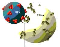 HIV �� ������� � �������������� �� �������� ��� ��������� �� ��������� ������ ������ CD4+. ���� � ������� � ������� ������ �� ��������� �����