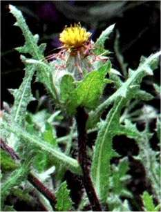 Blessed 

Thistle Leaf